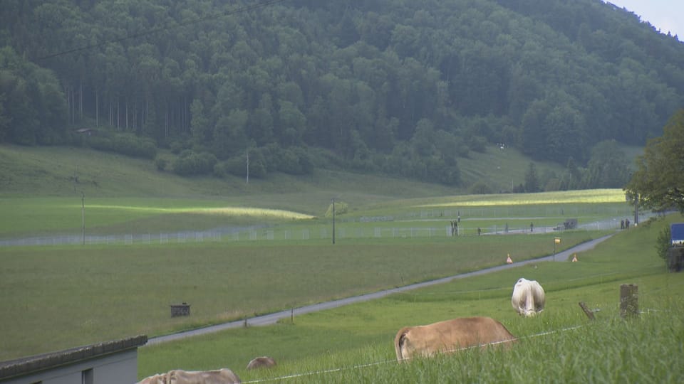 Ein Feld wird mit einem Eisenzaun umfasst. Im Vordergrund grasen Kühe.