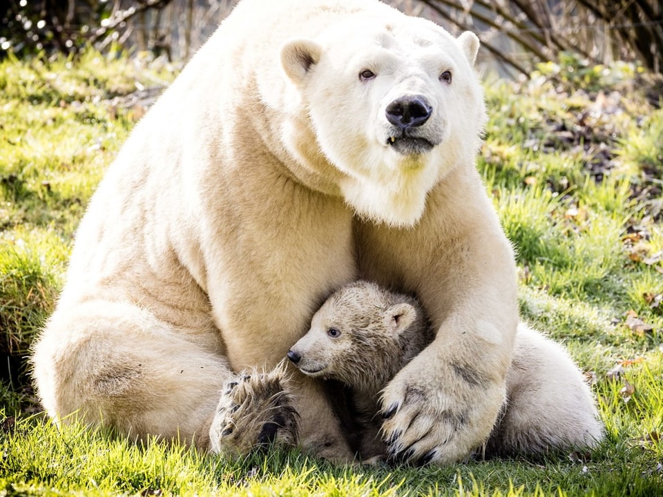 Eisbärmutter mit ihrem Jungen.