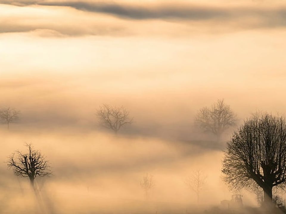 Bäume ragen knapp aus dem Nebel.