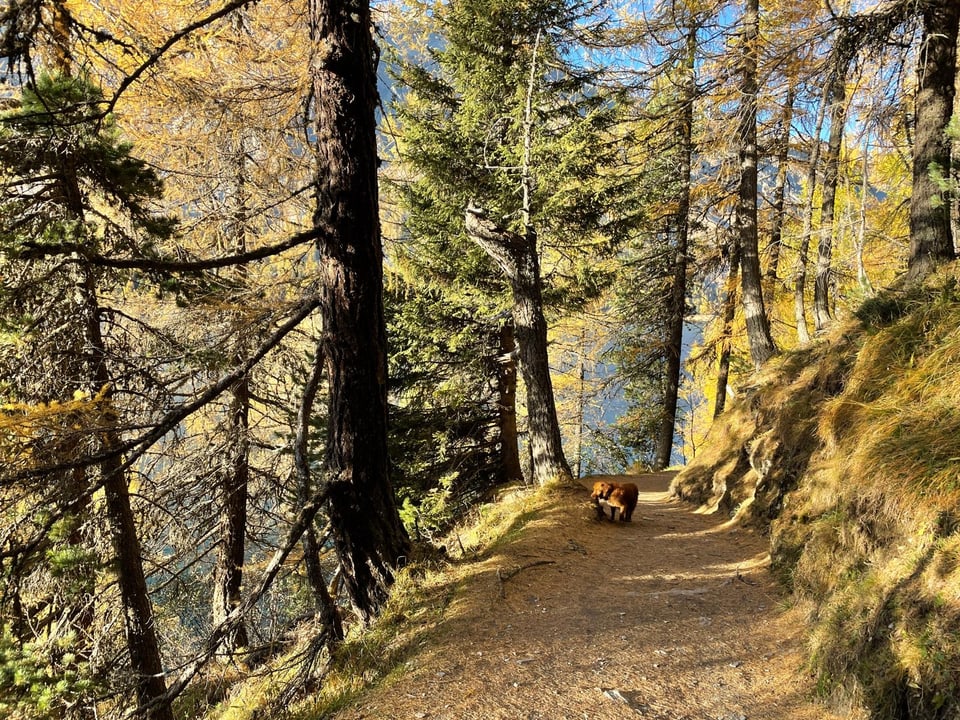 Waldweg im Herbst mit Hund im Hintergrund.