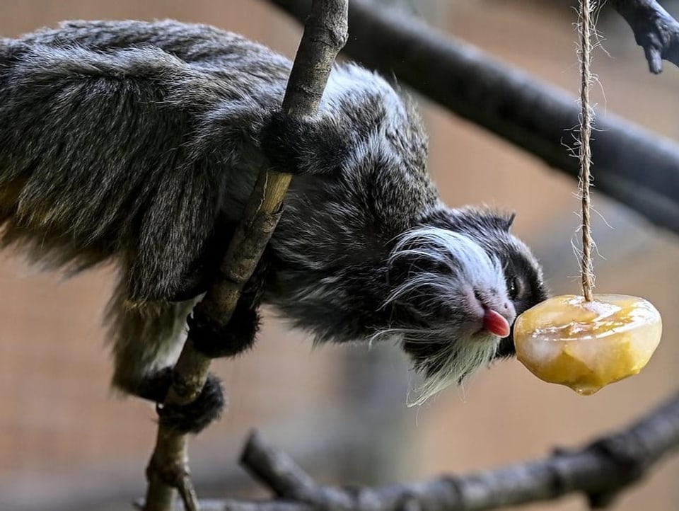 Ein Affe isst gefrorene Früchte.