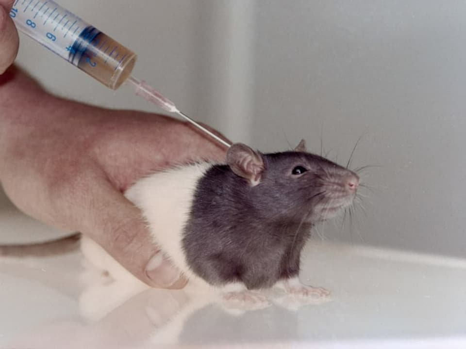 Eine Maus erhält eine Spritze.