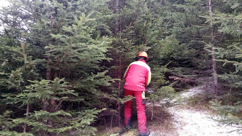 In lavurer forestal taglia in pignol.