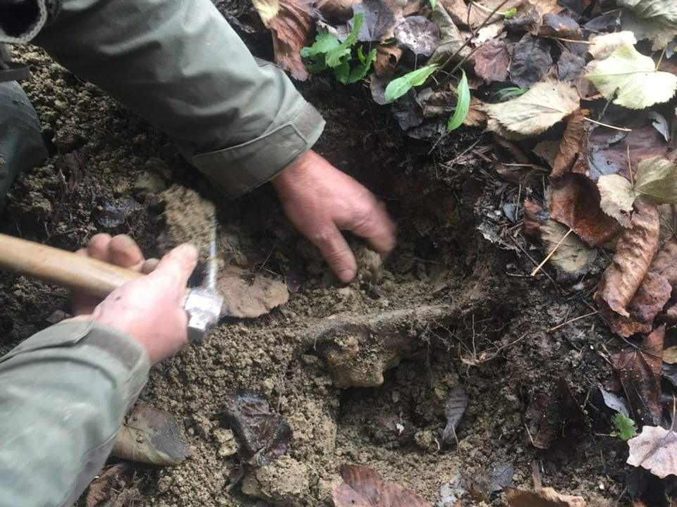 Waldboden: Trüffelsuche unter einer Wurzel.