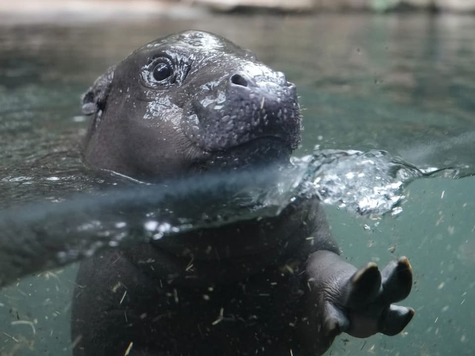 Flusspferd unter Wasser.