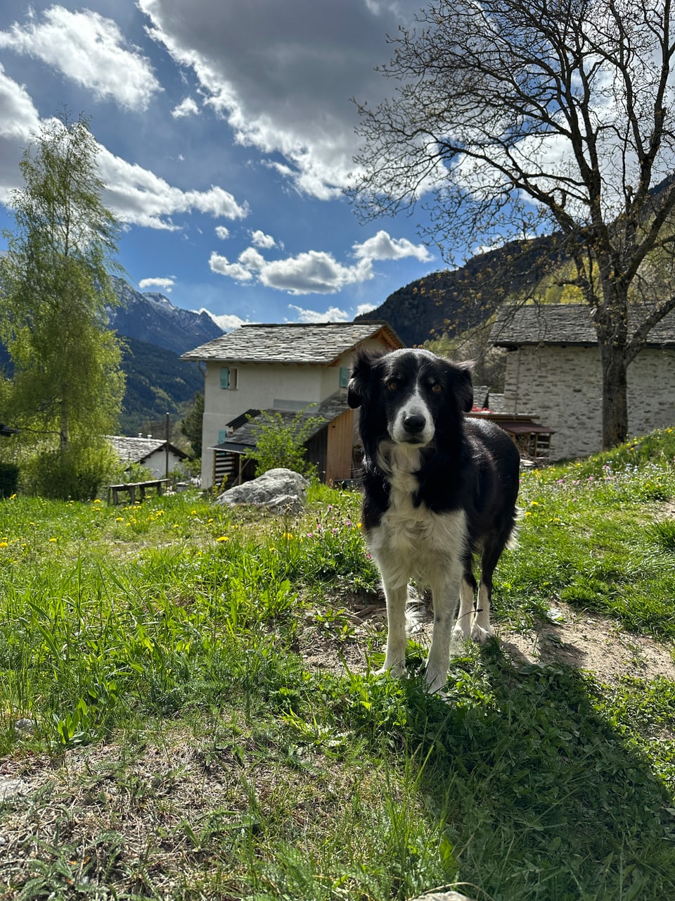 Hund Kyra gehört ebenfalls zur Familie im Bergell. 