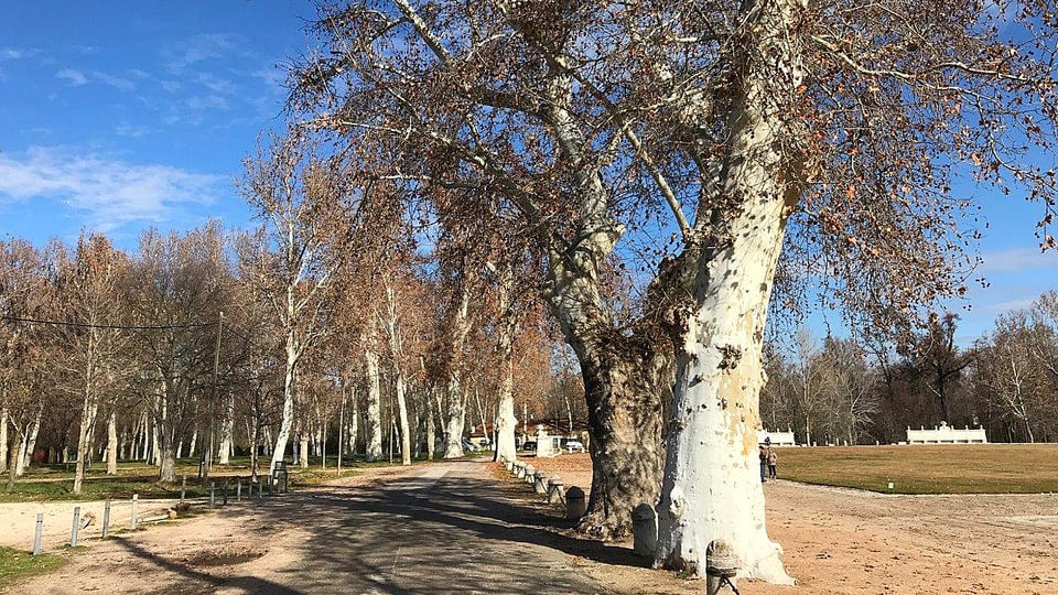 Alte Bäume im Schlossgarten von Aranjuez.
