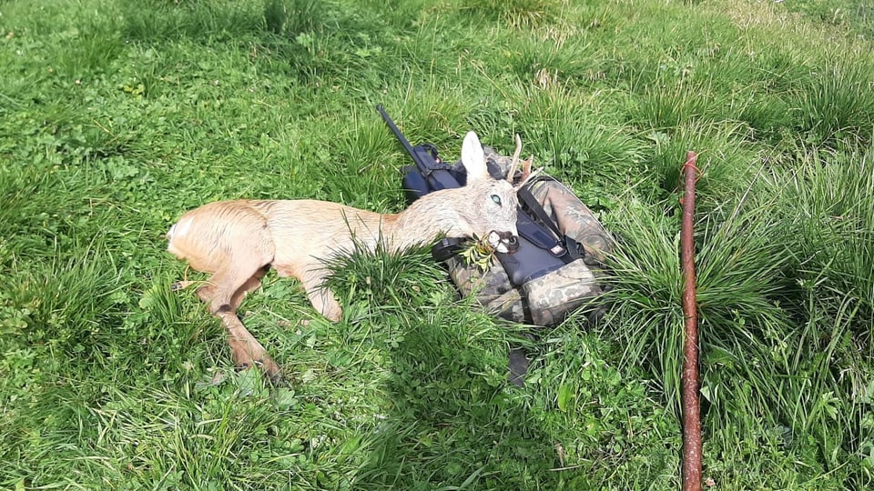 Il buc-chavriel sajettà da Sascha Kleinstein en la Val Lavèr. 