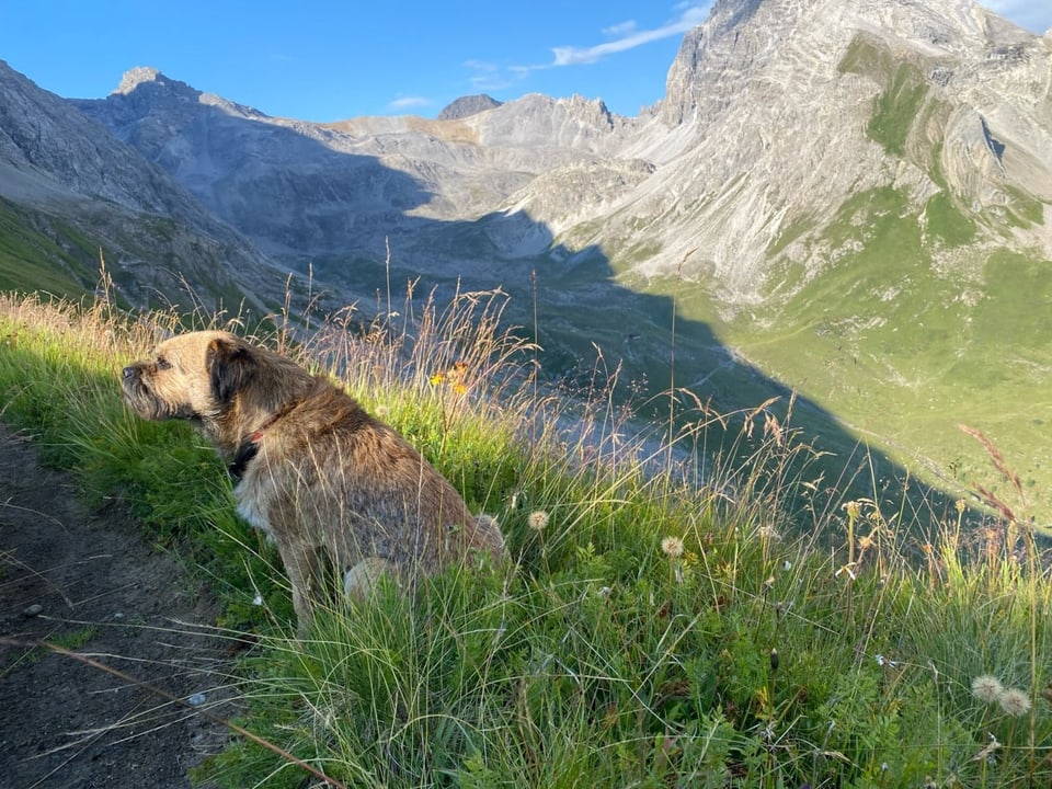 Il chaun Loui en il pastg, davos ina muntogna