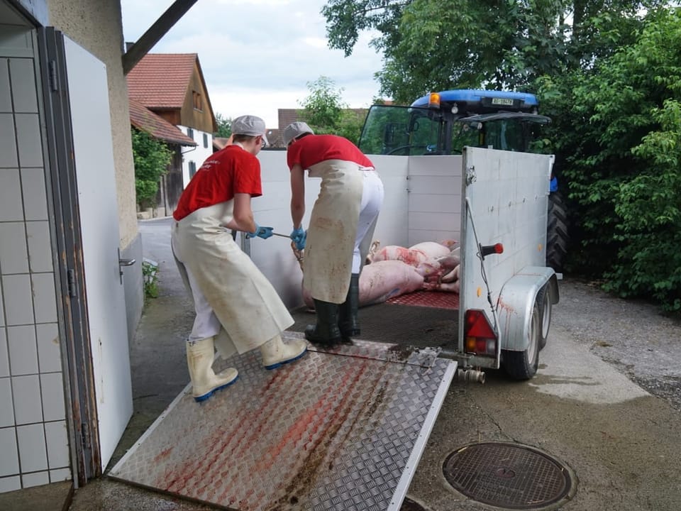 Die getöteten Schweine werden zur lokalen Metzgerei gebracht.