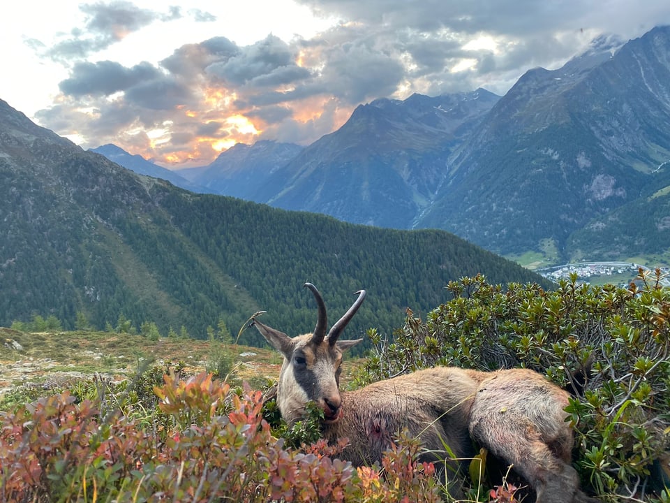 Buc da chamutsch da Mirco Hänny cun atmosfera e saira da bellezza sur Lavin.