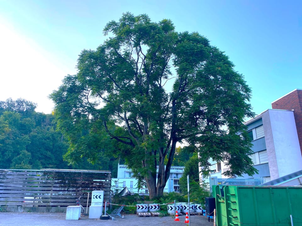 Grosser Baum