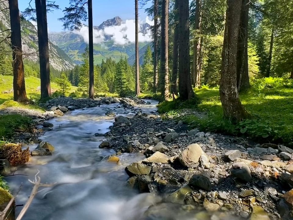 Waldfluss mit Bergblick im Hintergrund.
