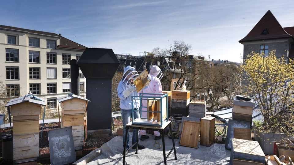 Auf dem Foto sind zwei Personen in weissen Anzügen zu sehen. Die Person im Vordergrund hält eine Bienenwabe in der Hand.