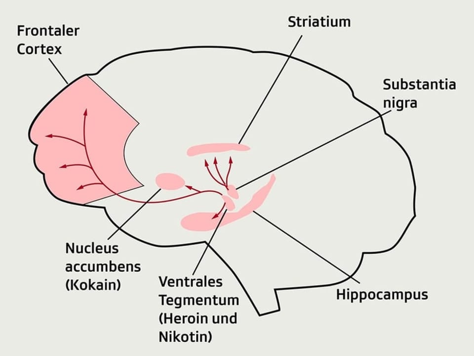 Grafik der Vorgänge im Gehirn