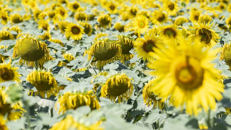 Ausgetrocknetes Sonnenblumenfeld nach Hitzewelle im Sommer 2023 in der Schweiz