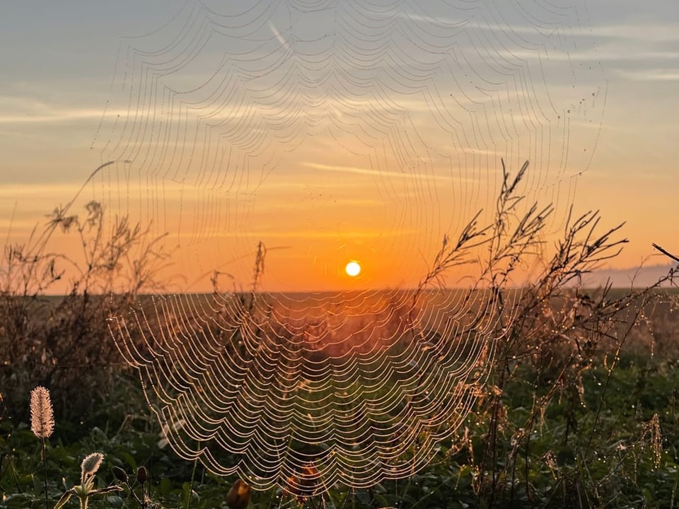 Sonnenaufgang durch Spinnennetz