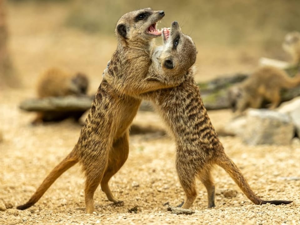 Zwei kämpfende Erdmännchen auf sandigem Boden.