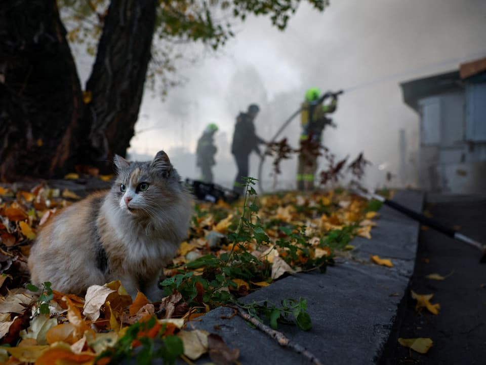 Katze auf Herbstlaub, Feuerwehrmänner löschen Brand im Hintergrund.