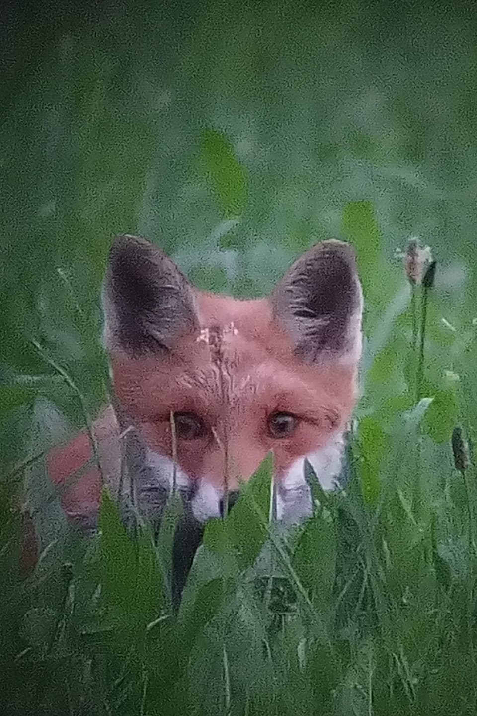 Ignaz Albin da Vuorz ha pudì fotografar ina vulp. 