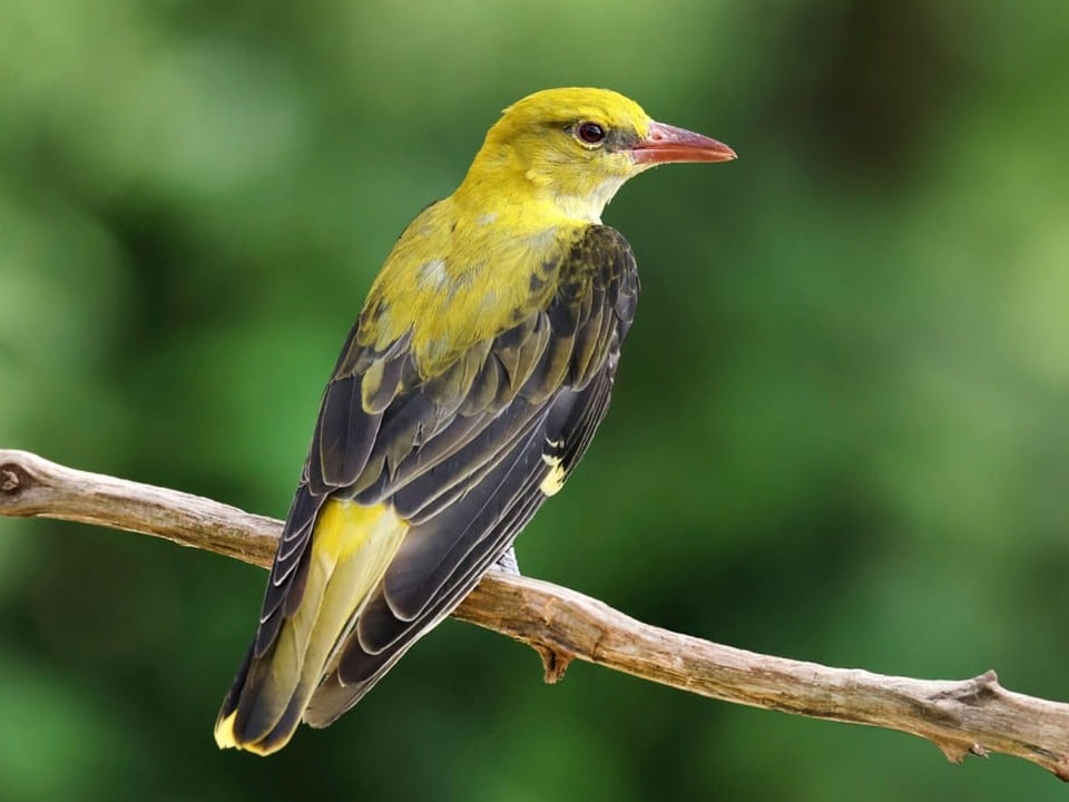 Gelber Vogel auf Zweig mit grünem Hintergrund.