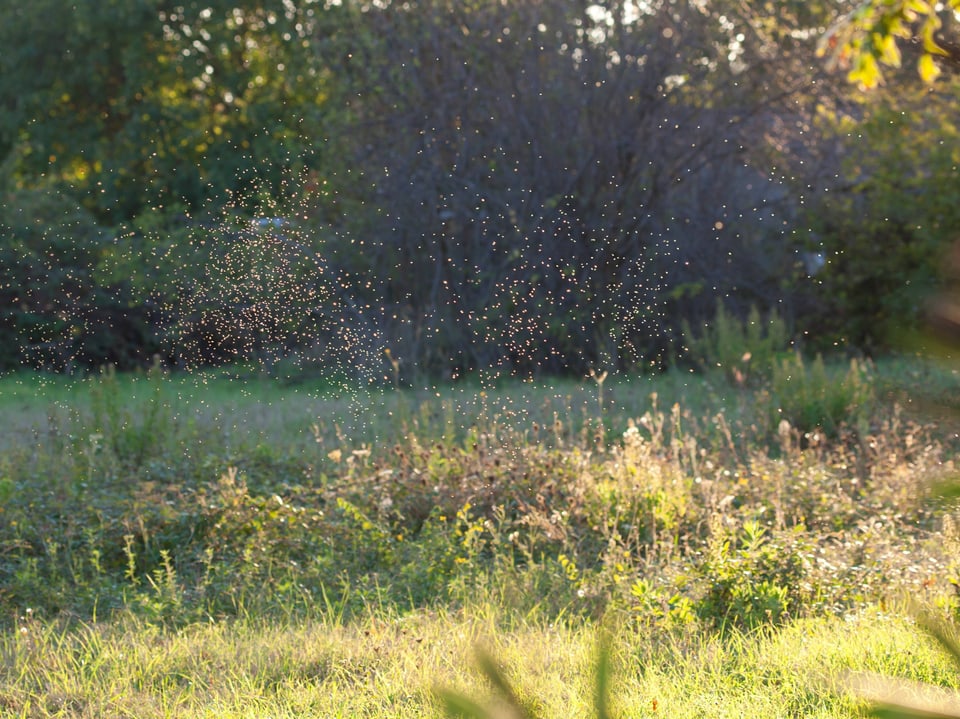 Eine Wiese mit Wald, davor tummeln sich hunderte Mücken in einem Schwarm.