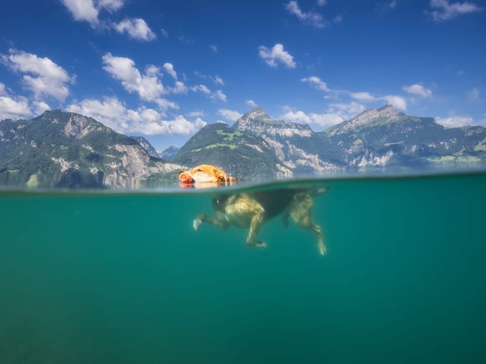 Hund im See