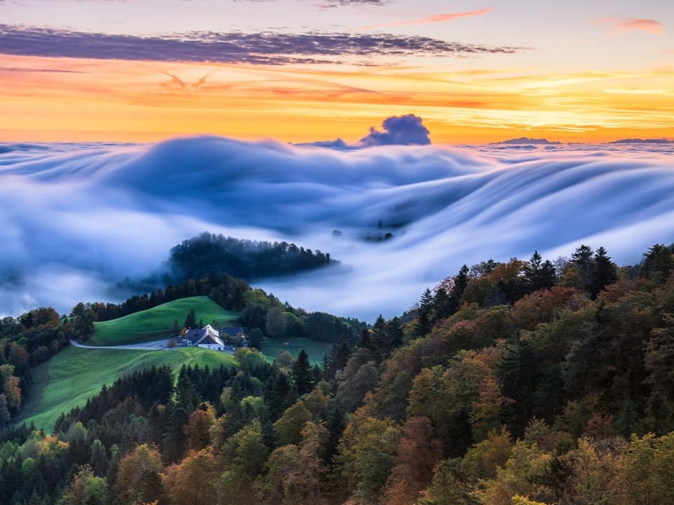 Nebelwelle und Herbstwald