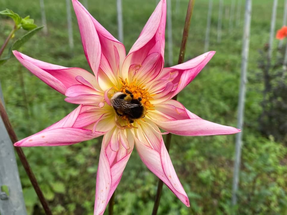 Blume auf Feld.