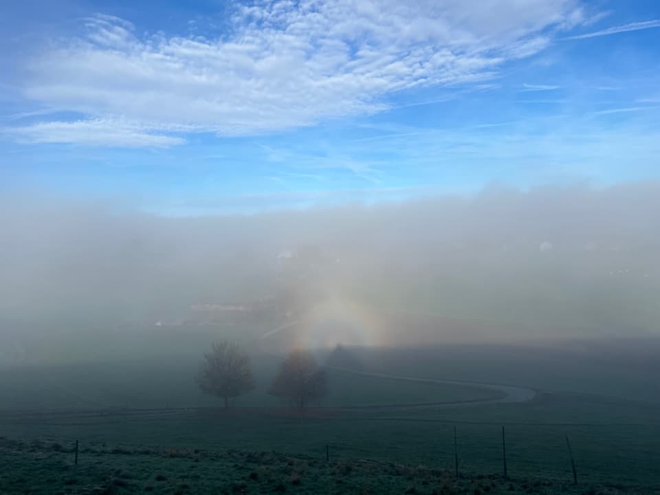 Nebeliger Morgen über einer Wiese mit Bäumen.