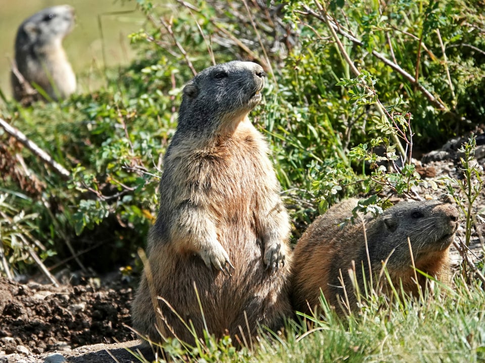 Murmeltiere geniessen die Sonne.