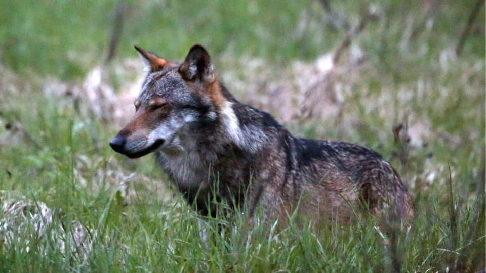 Wolf im grasbewachsenen Wald.