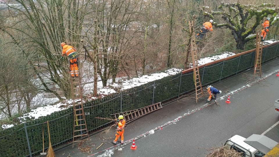 Mitarbeitende der Stadt Bern schneiden Bäume.
