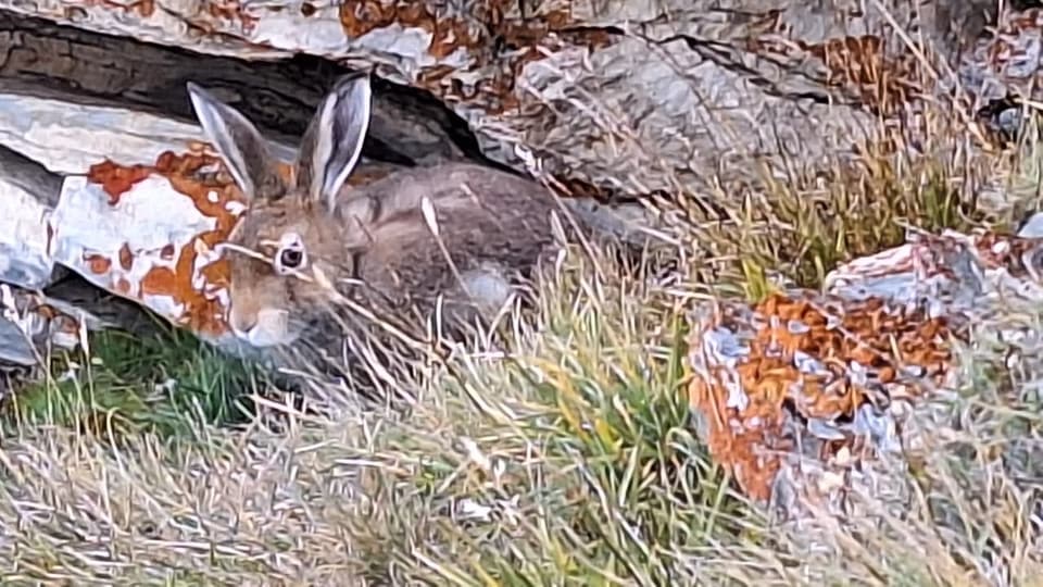 Hase auf der Wiese