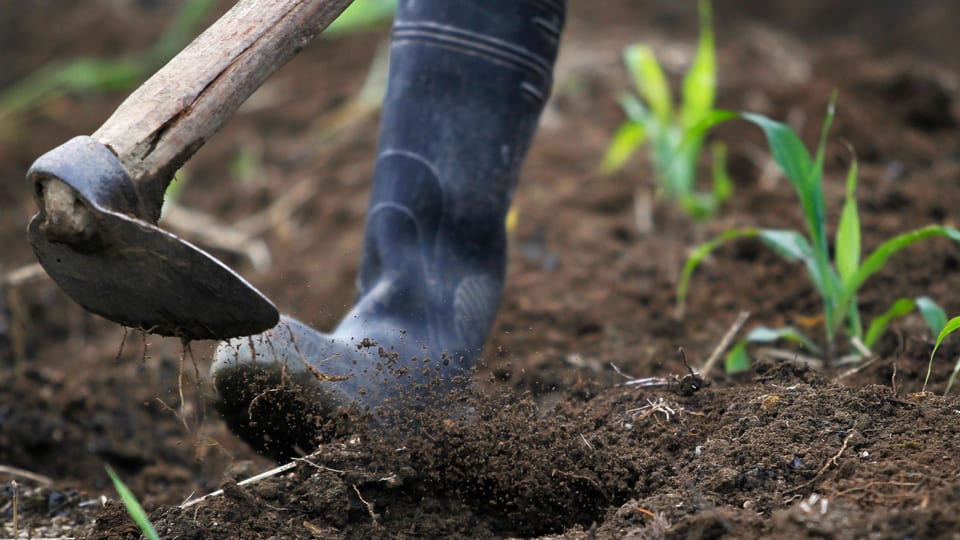 Ein Arbeiter auf einem Maisfeld in Peru, aufgenommen im Dezember 2014