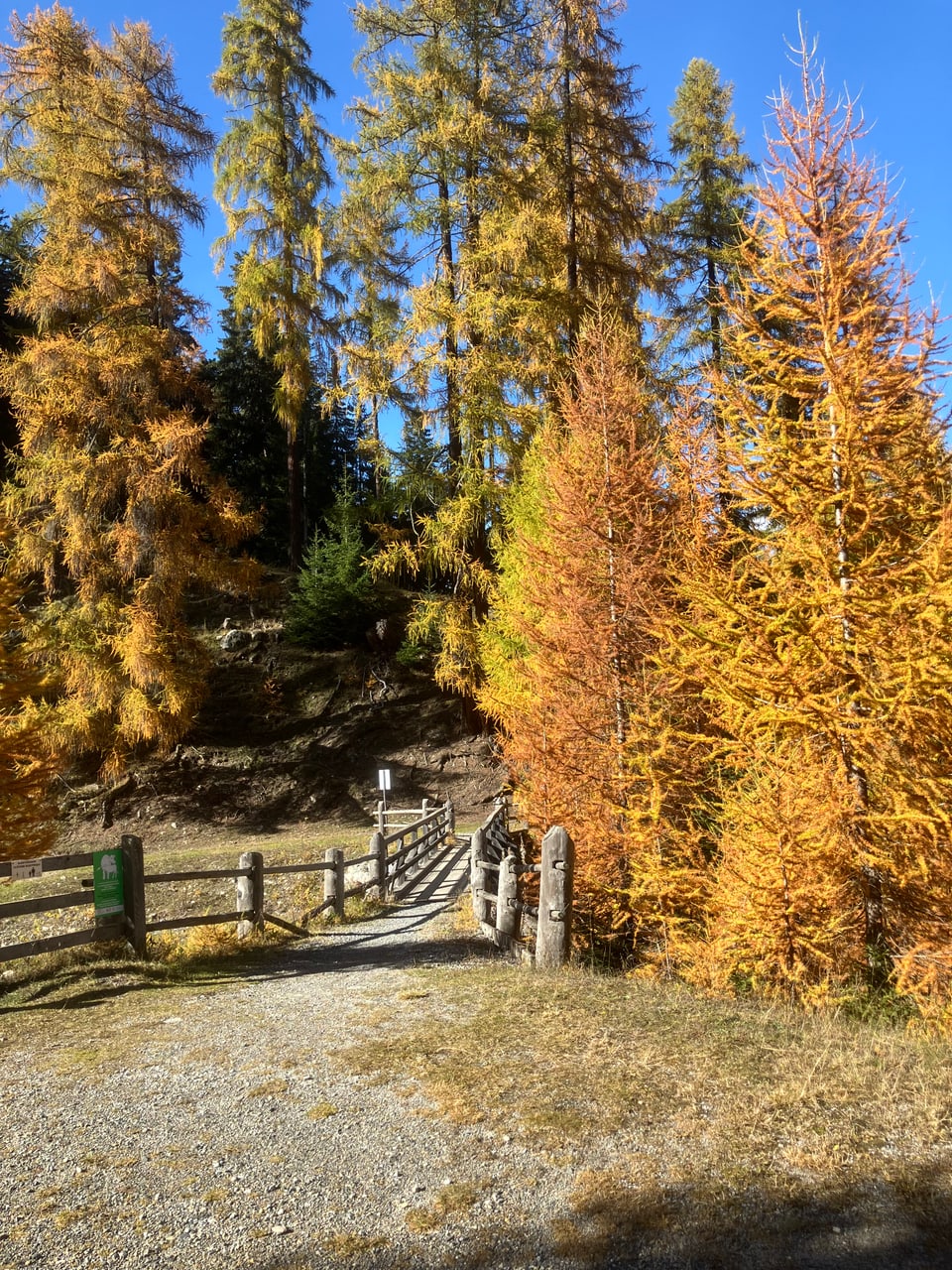 Waldweg mit Herbstbäumen und blauem Himmel.