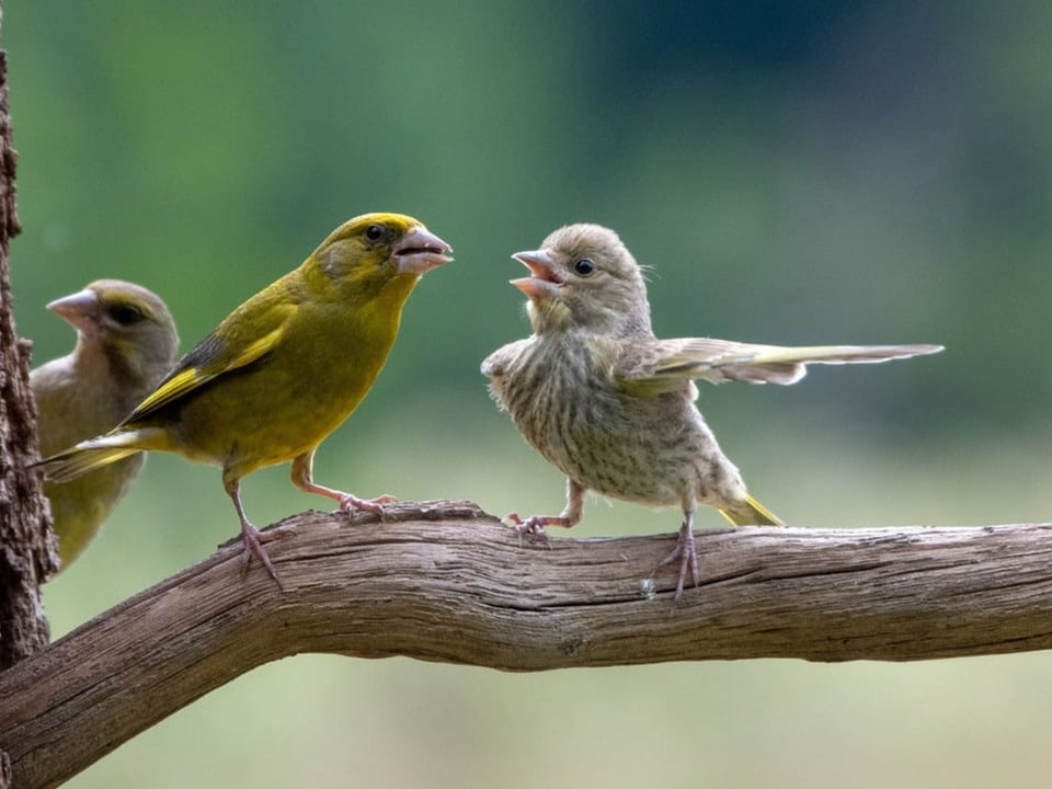 Zwei Grünfinke machen den Anschein, miteinander zu streiten. Einer hebt seinen linken Flügel.