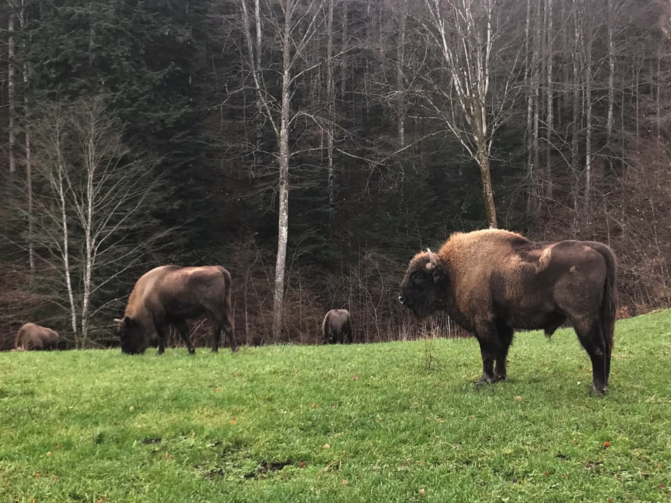 Vier Wisente auf einer Wiese