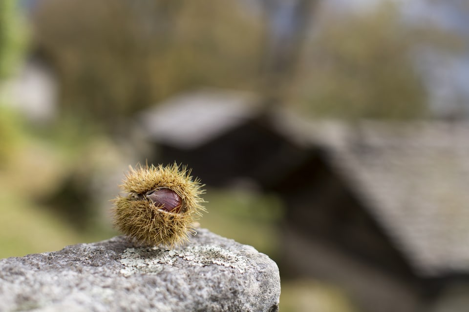 Kastanie in Fruchtschale liegt auf einem Stein.