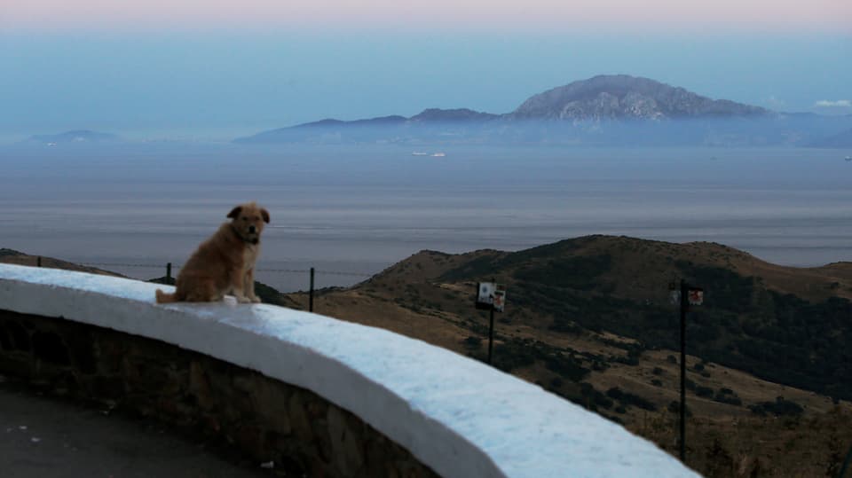 Hund sitzt auf Aussichtsplattform in Marokko, dahinter die Meerenge von Gibraltar. 