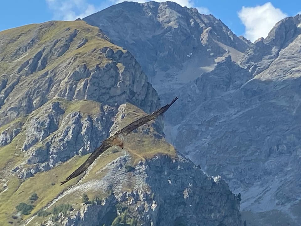 Il Girun Barbet in Val d‘Assa a Ramosch.