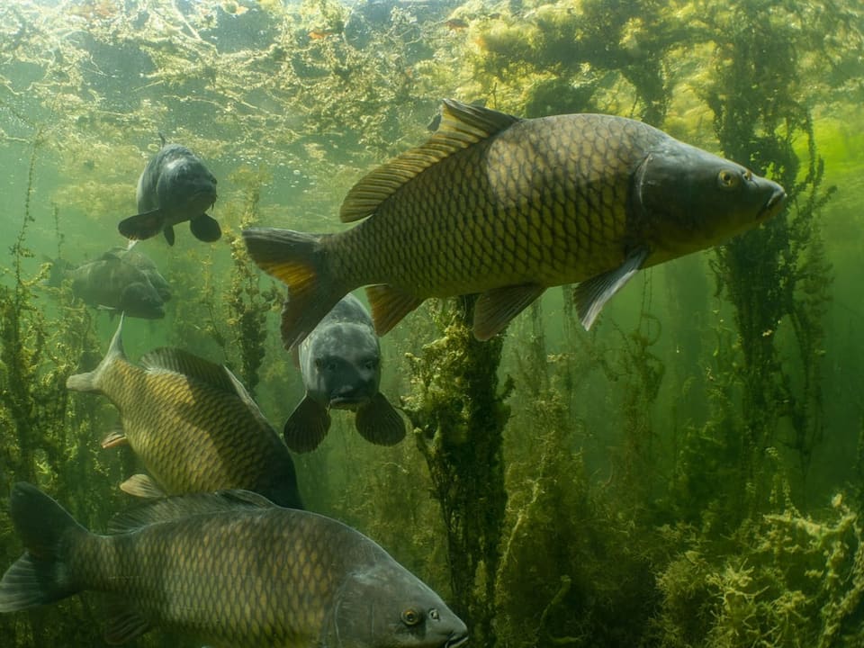 Mehrere Karpfen schwimmen durch meterhohes Seegras. 