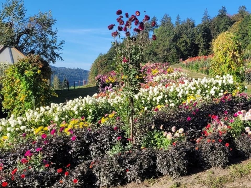 Blühende Dahlien in verschiedenen Farben auf Feld.