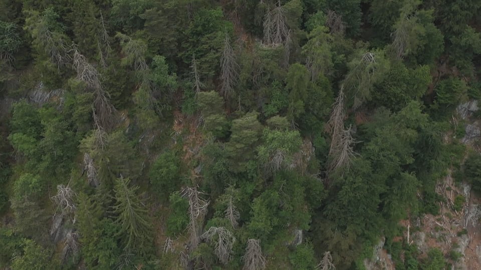 Schutzwald mit vereinzelten vertrocknente Bäumen