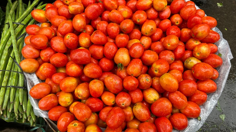 Tomatenknappheit in Indien: Ärmere Menschen leiden, Produzenten profitieren
