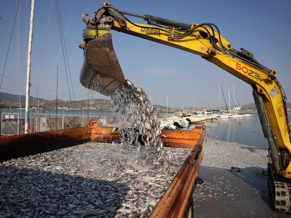 Bagger entlädt kleine Fische in einen Anhänger am Hafen.