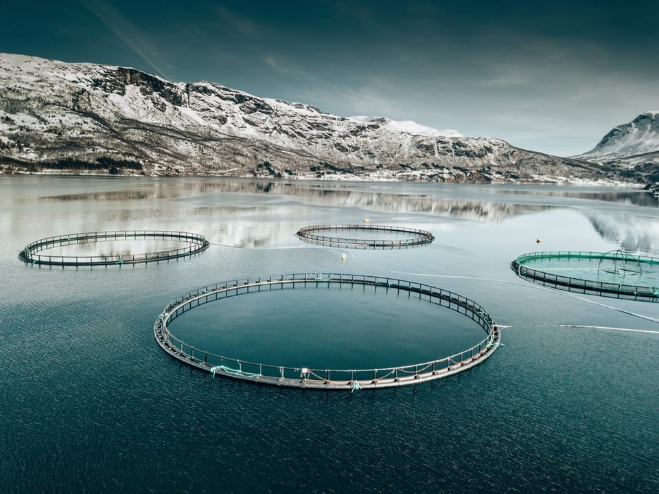 Lachsfarm in Norwegen