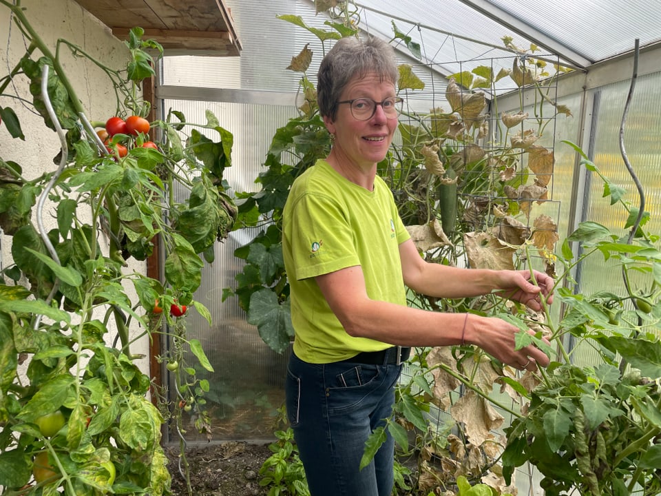 Person pflückt Tomaten in einem Gewächshaus.