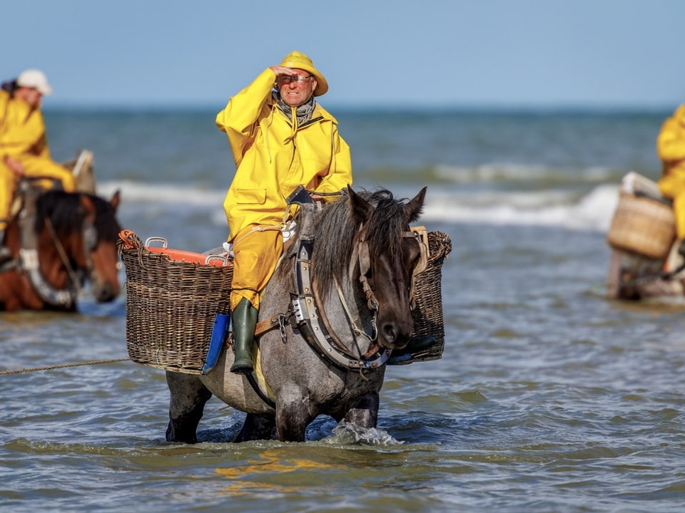 Fischer auf Pferden mit gelben Regenmänteln im Meer.