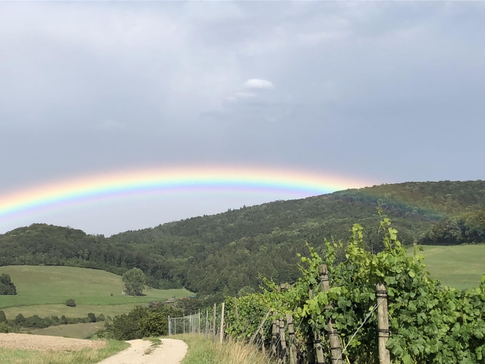 Regenbogen